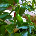 Shishito Peppers growing in a container