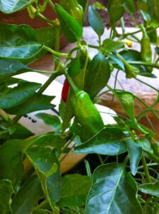 Shishito Peppers growing in a container