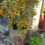 Potted Kumquat tree full of fruit