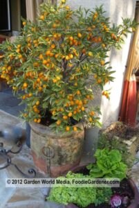 Potted Kumquat tree full of fruit