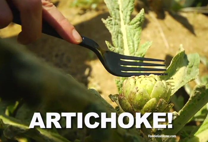 Artichoke Plant Ready For Harvest And To Eat Foodie Gardener