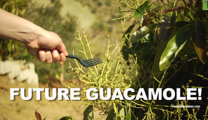 Avocado Fruit Hanging From Tree Ready For Harvest Future Guacamole Foodie_Gardener