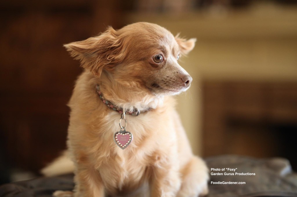 Long Hair Chihuahua Foxy Bovshow Foodie Gardener