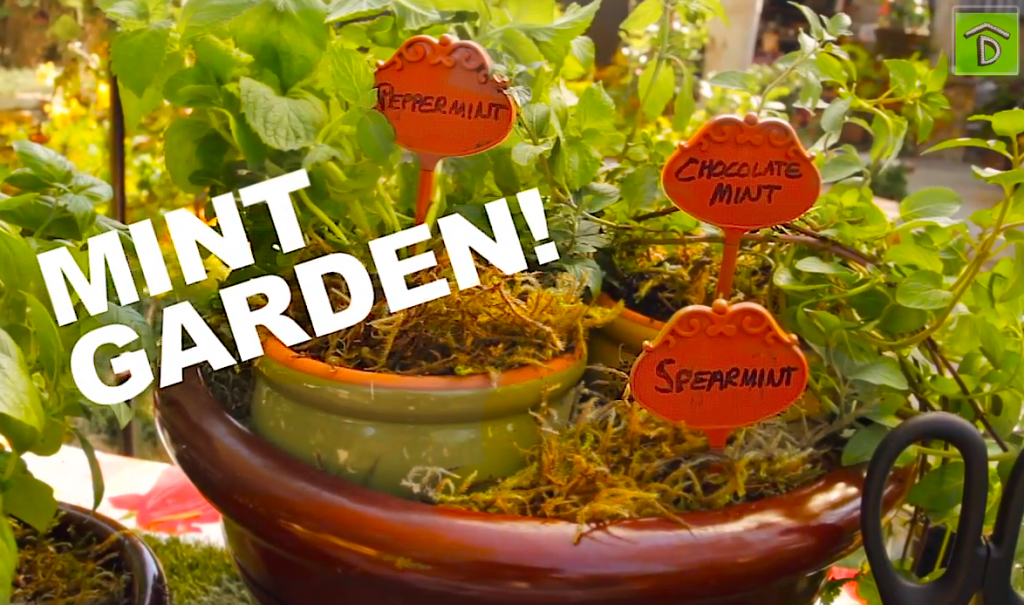 Mint container garden with peppermint, spearmint and chocolate mint on Foodie Gardener