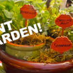 Mint container garden with peppermint, spearmint and chocolate mint on Foodie Gardener