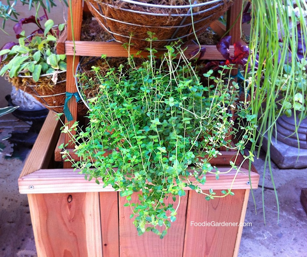 OREGANO HERB BASKET FOODIE GARDENER