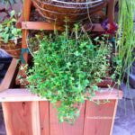 OREGANO HERB BASKET FOODIE GARDENER