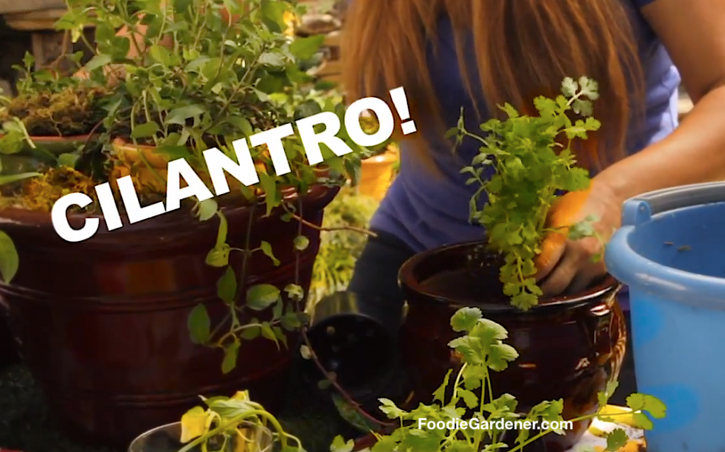 Potted Cilantro Plant Foodie Gardener