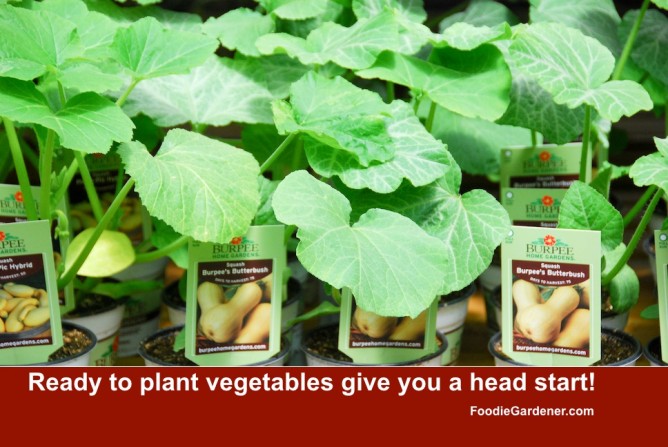 Butternut squash growing in plastic pots burpee home gardens foodie gardener blog