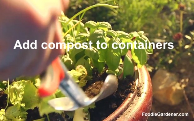 Add compost to edible container garden