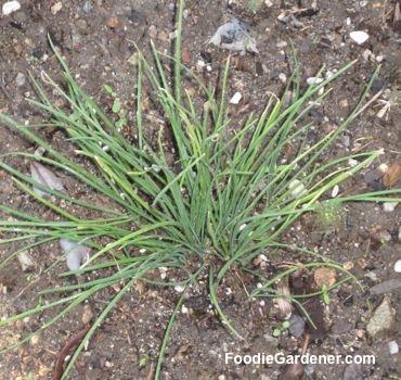 chives growing in garden