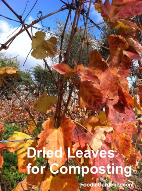 dry leaves excellent compost material foodie gardener