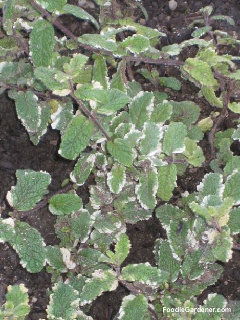 organic variegated mint plant