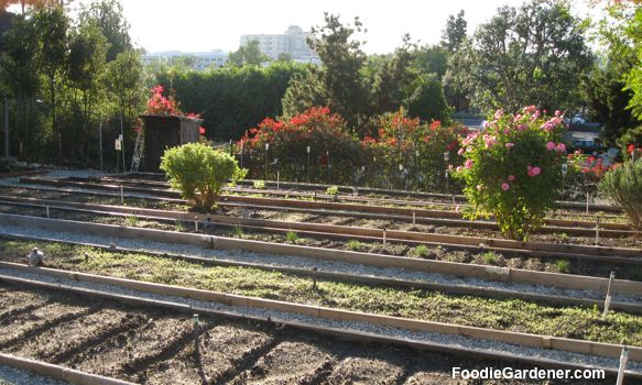 restaurant chefs garden parkway grill raised beds