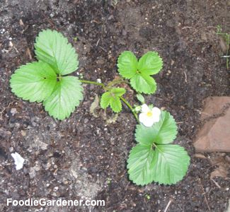 small strawberry plant in ground