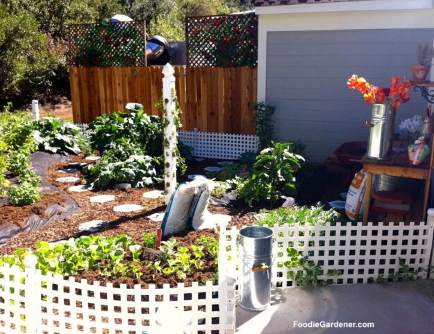 Home and Family show vegetable garden by shirley bovshow