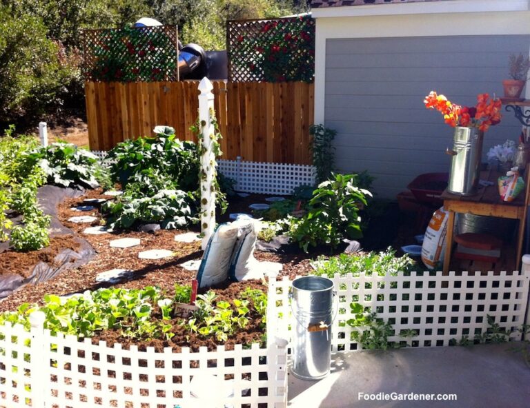 Home and Family show vegetable garden by shirley bovshow