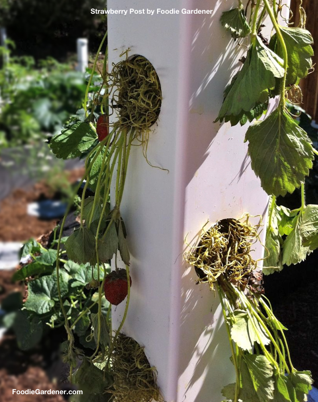 Shirley Bovshow Strawberry Post Vertical Garden Foodie Gardener.