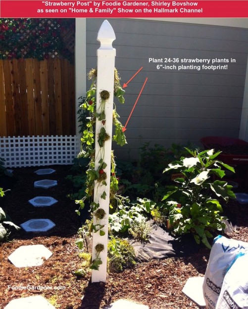 Strawberry post designed by Shirley Bovshow, the Foodie Gardener, for Home & Family show, Hallmark channel.