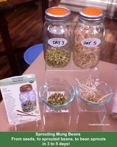 Mung bean sprouts day 3 day 5