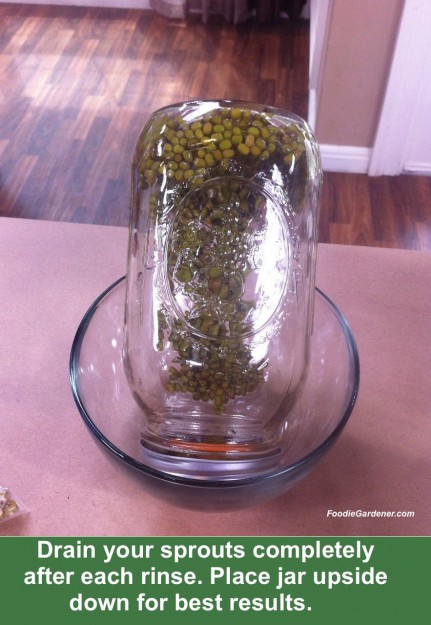 Mung bean sprouts draining upside down