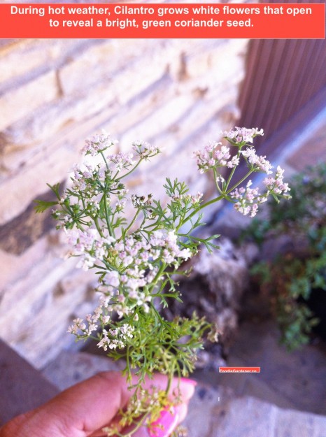 cilantro-flowers-green-seed-pods