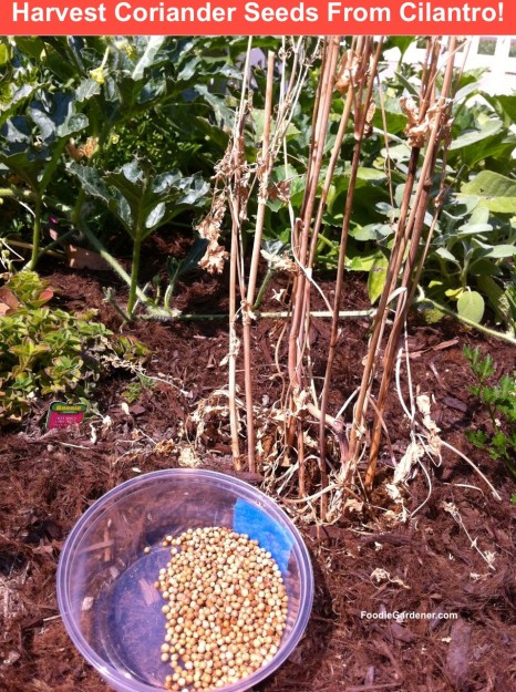 dying cilantro plant is full of coriander seeds