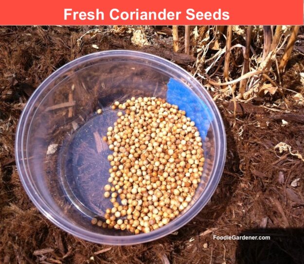 freshly harvested coriander seeds