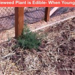 edible tumbleweed plant growing in the garden. Great spinach alternative