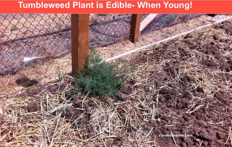 edible tumbleweed plant growing in the garden. Great spinach alternative
