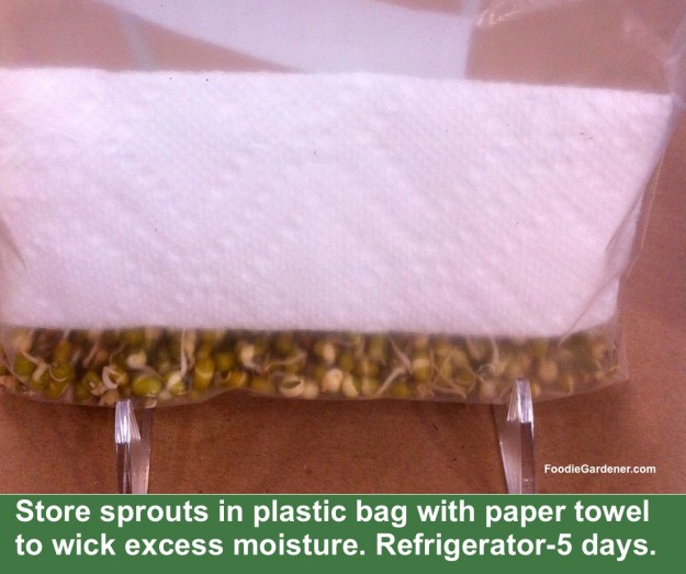 sprouted mung beans stored ziploc bag