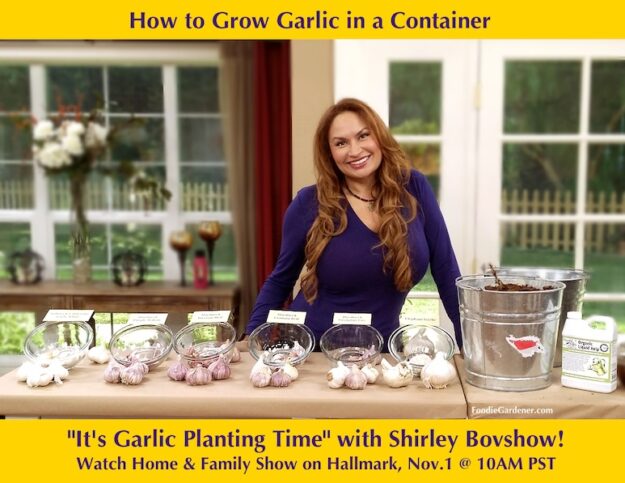 Shirley Bovshow demonstrates how to grow garlic in a container on the Home and Family show, on Hallmark Channel