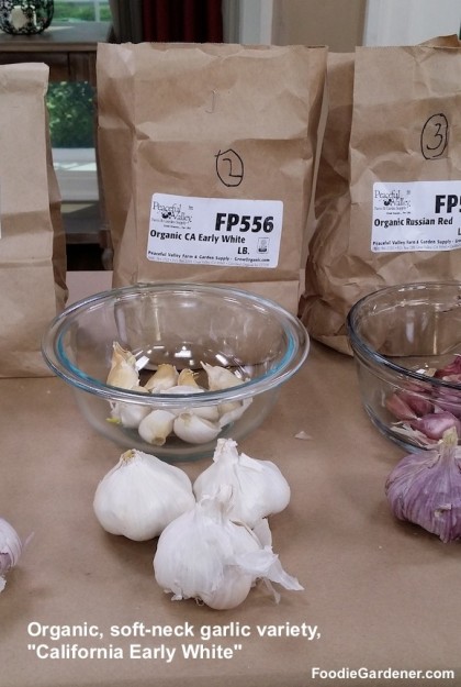 Organic soft neck garlic california early white foodie gardener