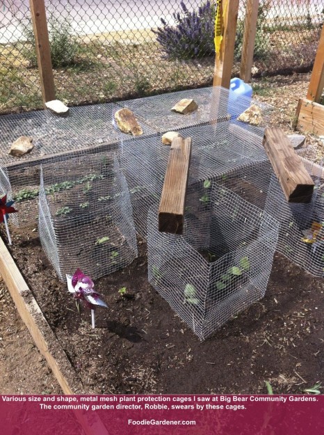 Metal vegetable protection cages as seen in a community garden raised vegetable garden.