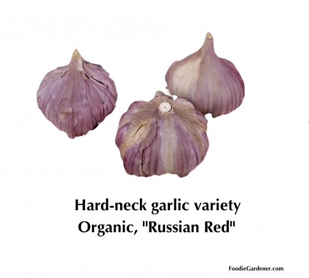 hard neck garlic variety organic russian red foodie gardener