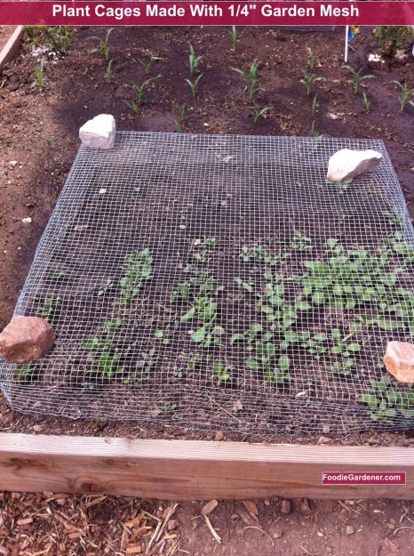 quarter inch hardware cloth plant protection cage