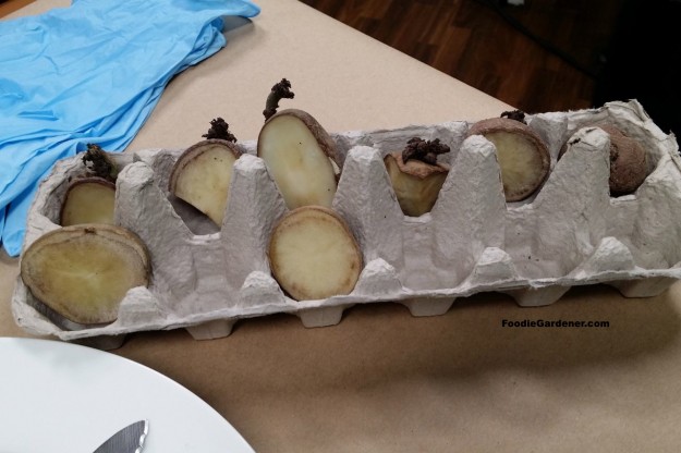 Seed potatoes in egg crate during chitting to dry and sprout foodie gardener