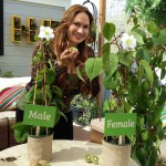 Shirley Bovshow Foodie Gardener Grow Kiwi fruit from seed home and family show