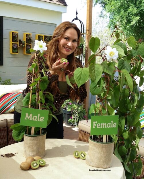 Shirley Bovshow Foodie Gardener Grow Kiwi fruit from seed home and family show