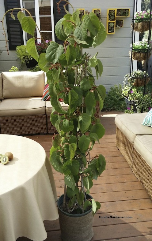 beautiful kiwi vine in a five gallon container ready for planting 