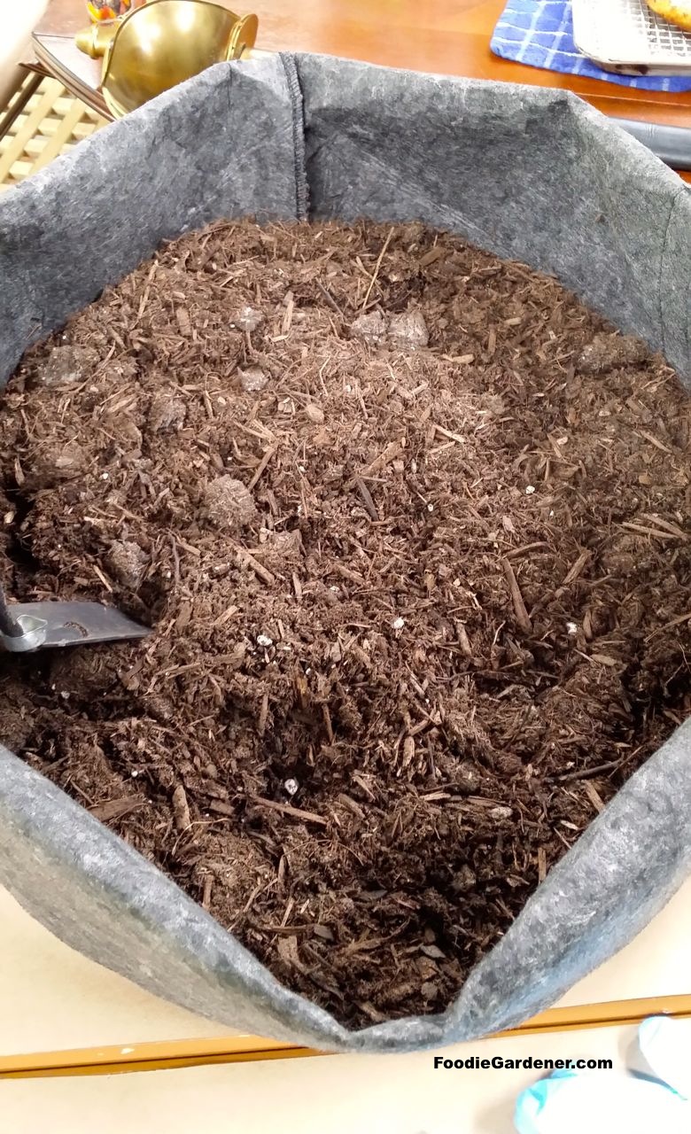  compost potting soil mix in grow bag for potatoes foodie gardener