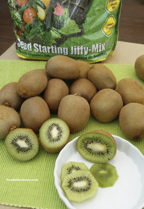 grow store bought kiwi from seed foodie gardener