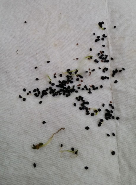 kiwi seed sprouting after 2 weeks moist paper towel