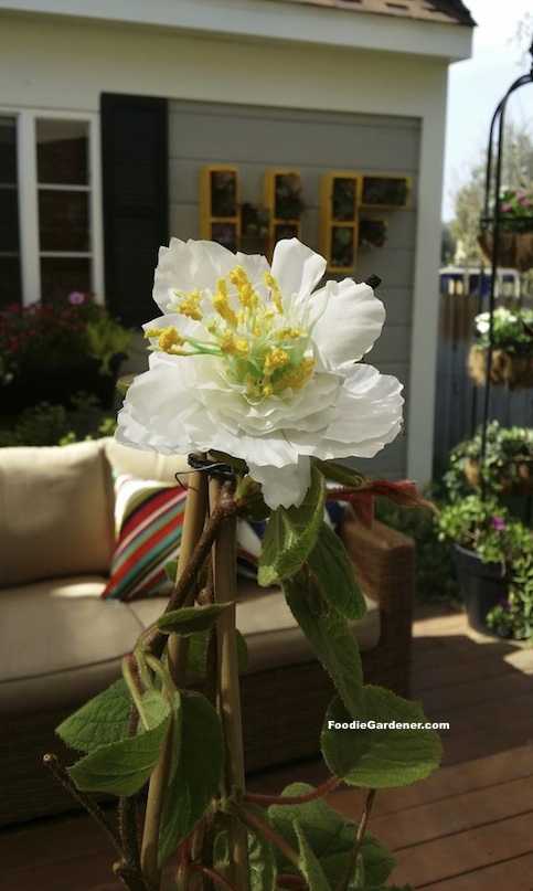 replication of male kiwi flower on kiwi vine with stamen filled with pollen foodie gardener