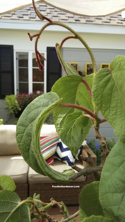 new burgandy stems on kiwi vine velvety leaves
