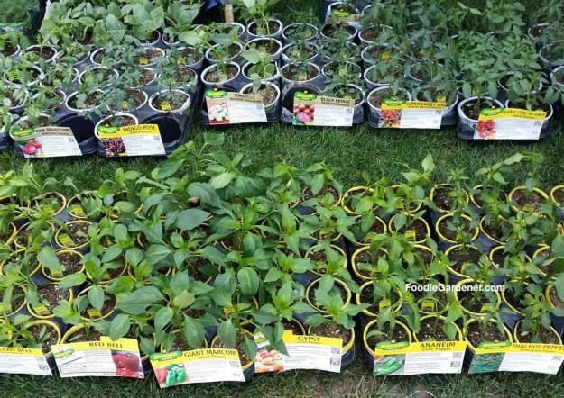 Bonnie ready to plant tomatoes and peppers foodie gardener shirley bovshow