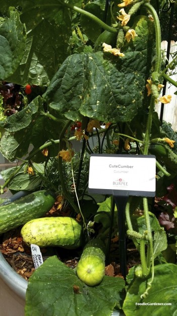 Cute cucumber by burpee home gardens compact bush full size cucumber foodie gardener