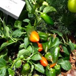 Tangerine Dream orang pepper by burpee home gardens foodie gardener