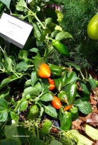 Tangerine Dream orang pepper by burpee home gardens foodie gardener
