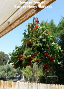 Terenzo Hanging cherry red tomato 1 oz fruit foodie gardener